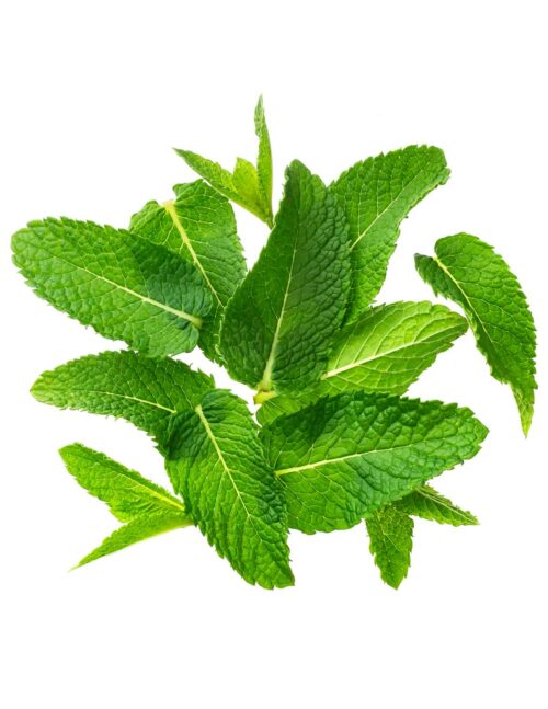 Peppermint Leaves